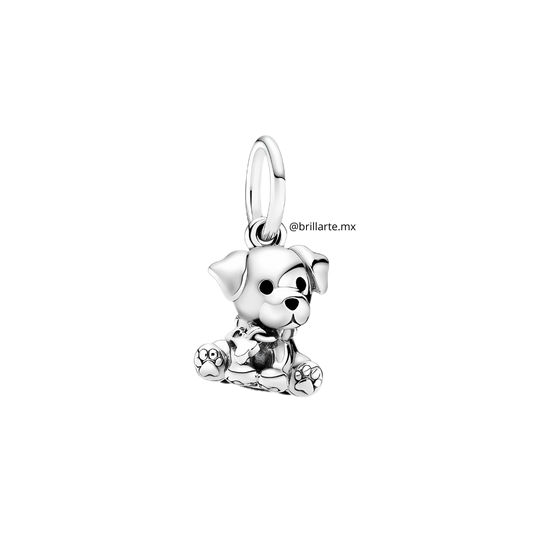 Charm labrador